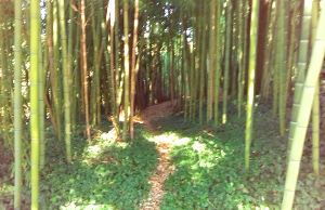 Chemin dans le jardin de bambou